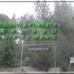 foresta1